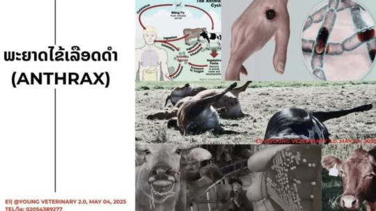  Authorities Increase Surveillance to Prevent Spread of Anthrax